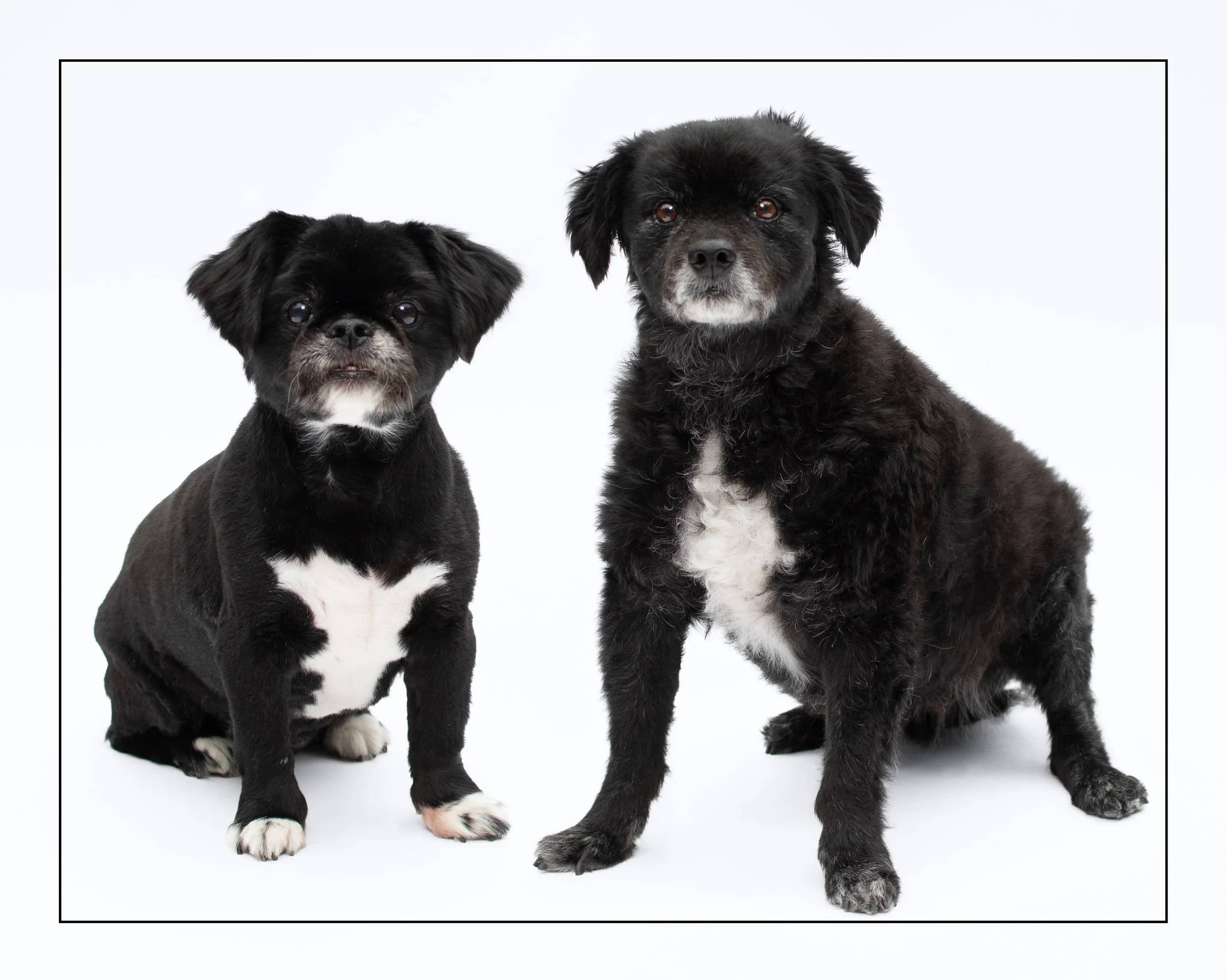 Blake & Tasha - Terrier Mix & Pekingese Mix available for adoption in Ontario