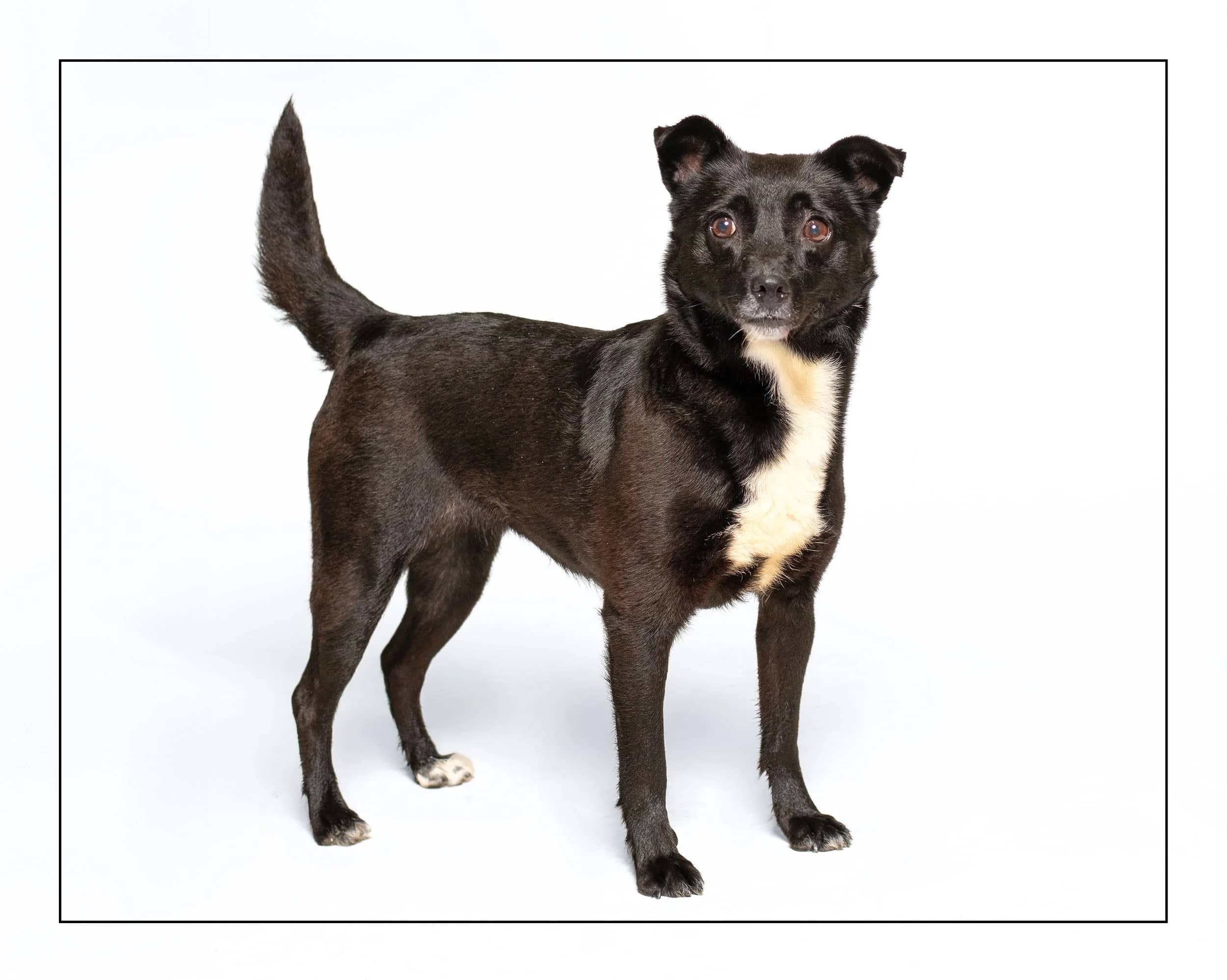 Pebbles - Terrier Mix available for adoption