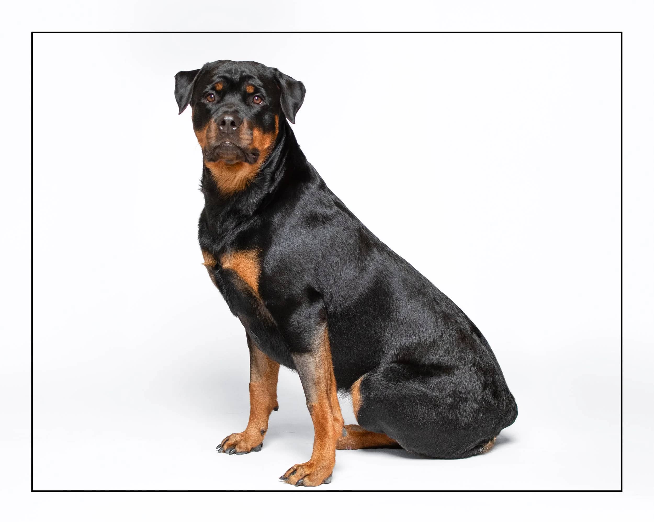 Aries - Rottweiler available for adoption in Ontario