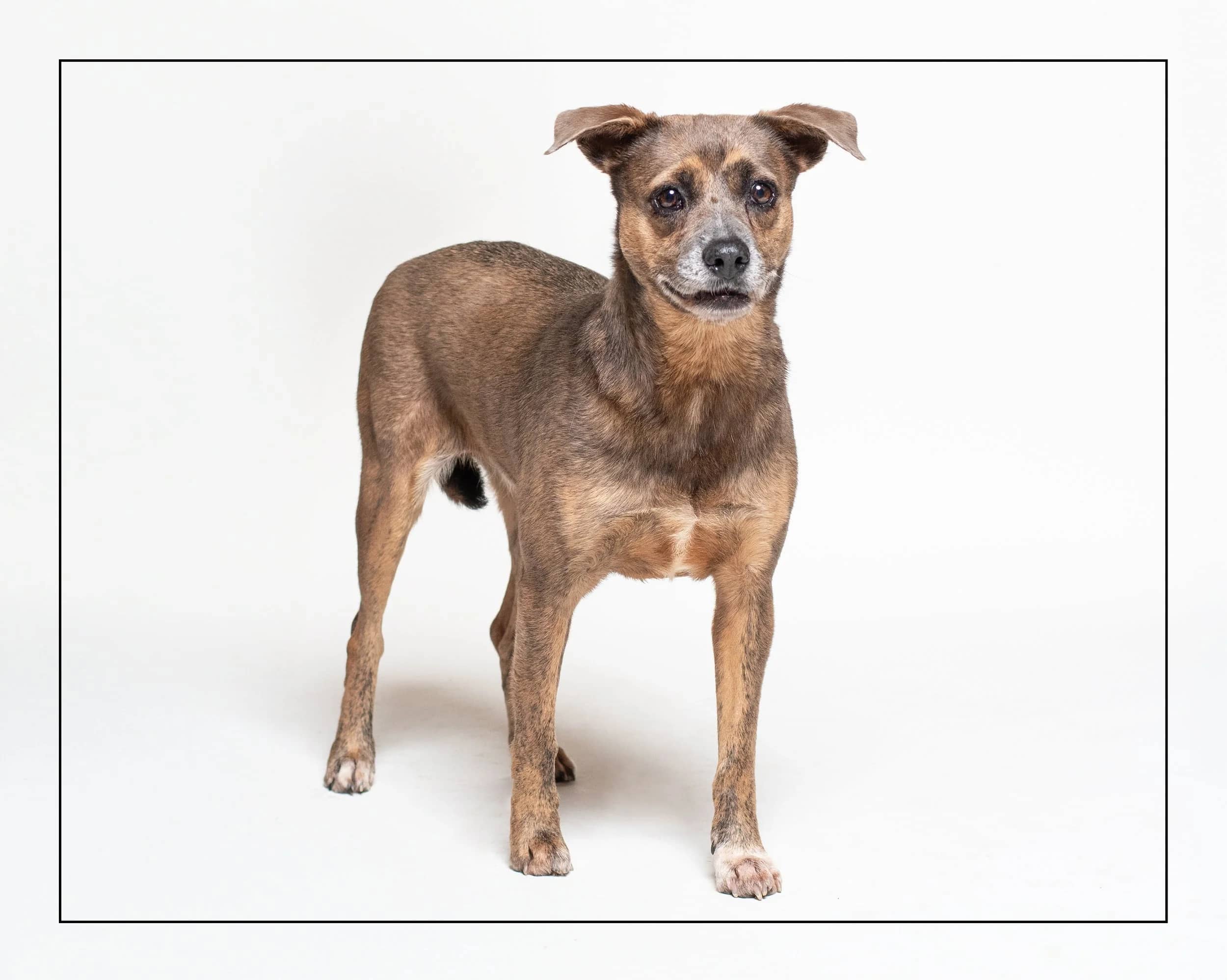 Ashlin - Mixed available for adoption