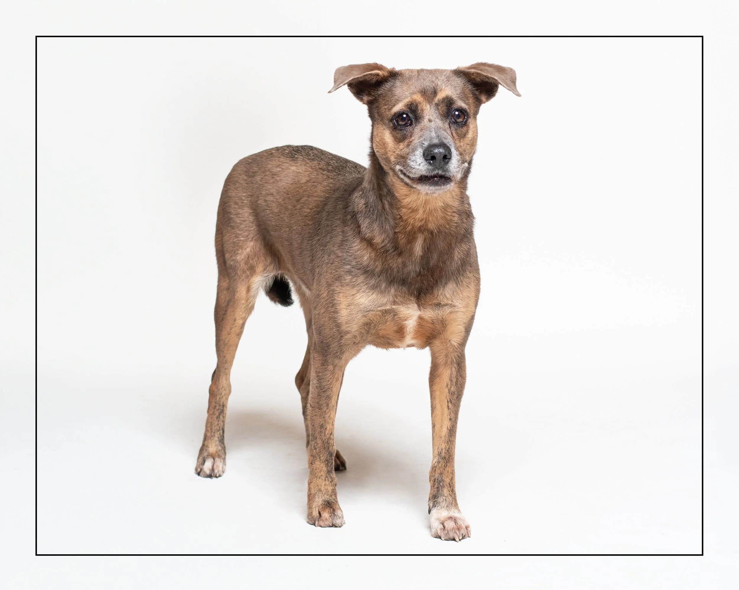 Ashlin - Mixed available for adoption