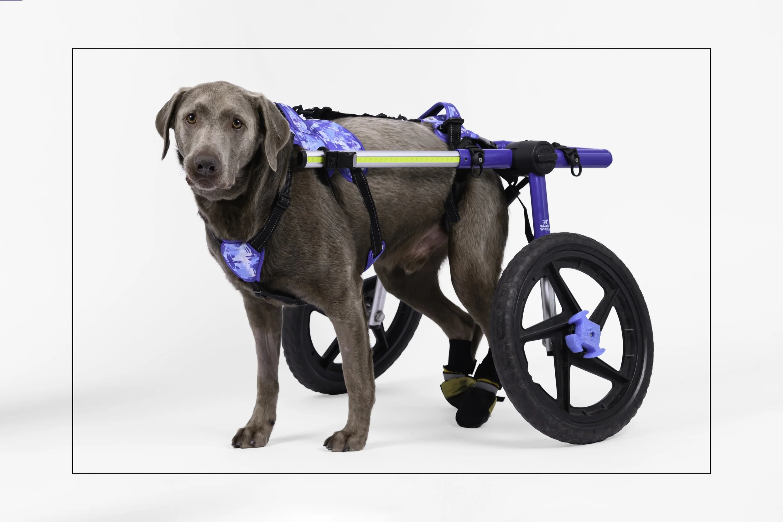 Marvin - Labrador Retriever available for adoption at Dog Tales Rescue and Sanctuary in Ontario