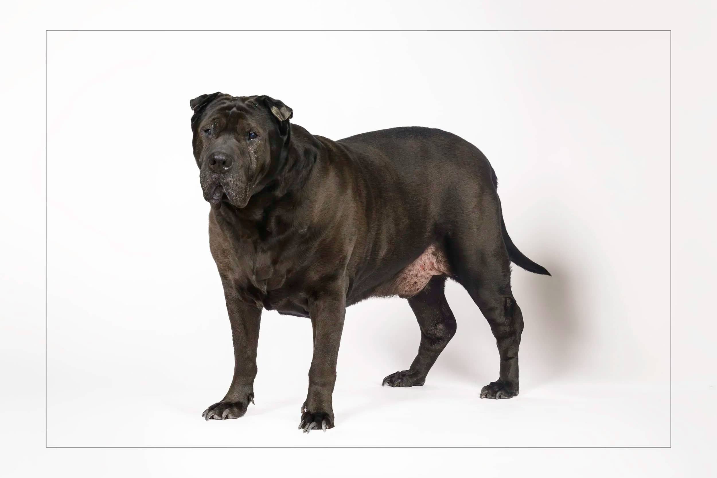 Kenny - Shar Pei available for adoption