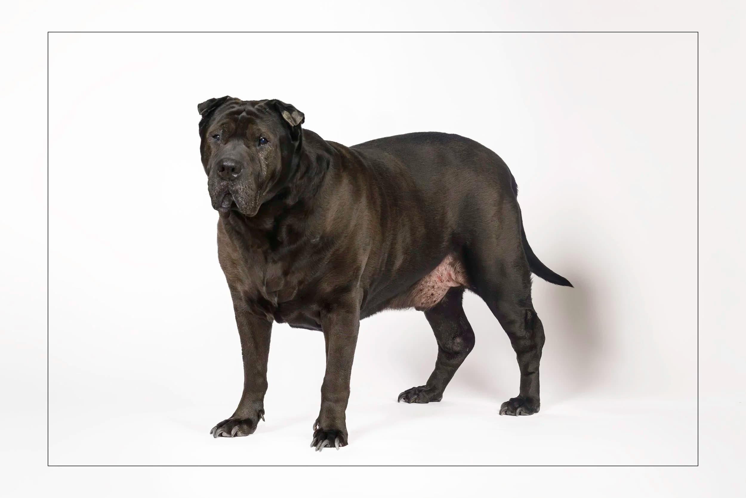 Kenny - Shar Pei available for adoption at Dog Tales Rescue and Sanctuary in Ontario
