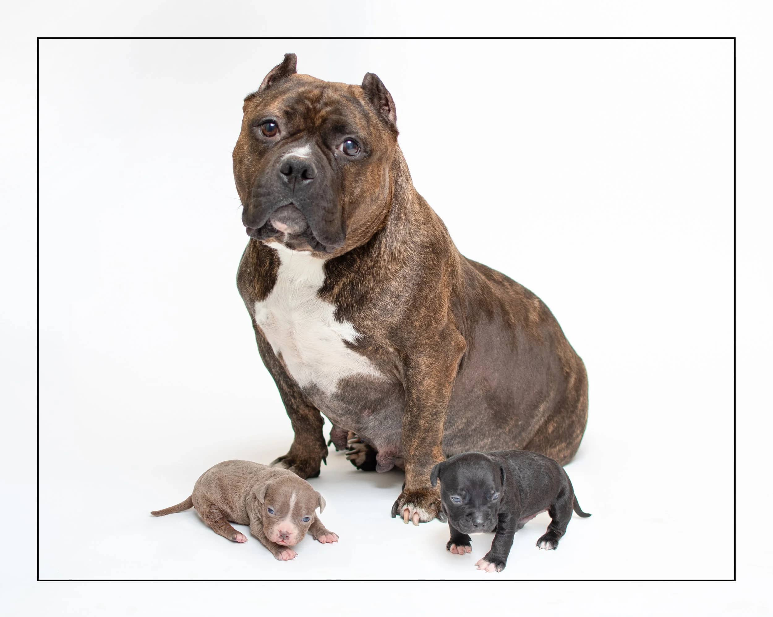 Patricia, Penny & Pete - American Bulldog available for adoption in Ontario