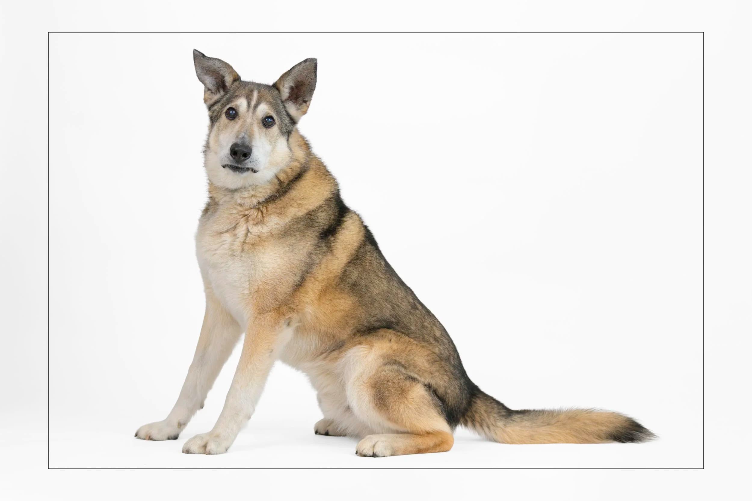 Monkey - Siberian Husky Mix available for adoption at Dog Tales Rescue and Sanctuary in Ontario