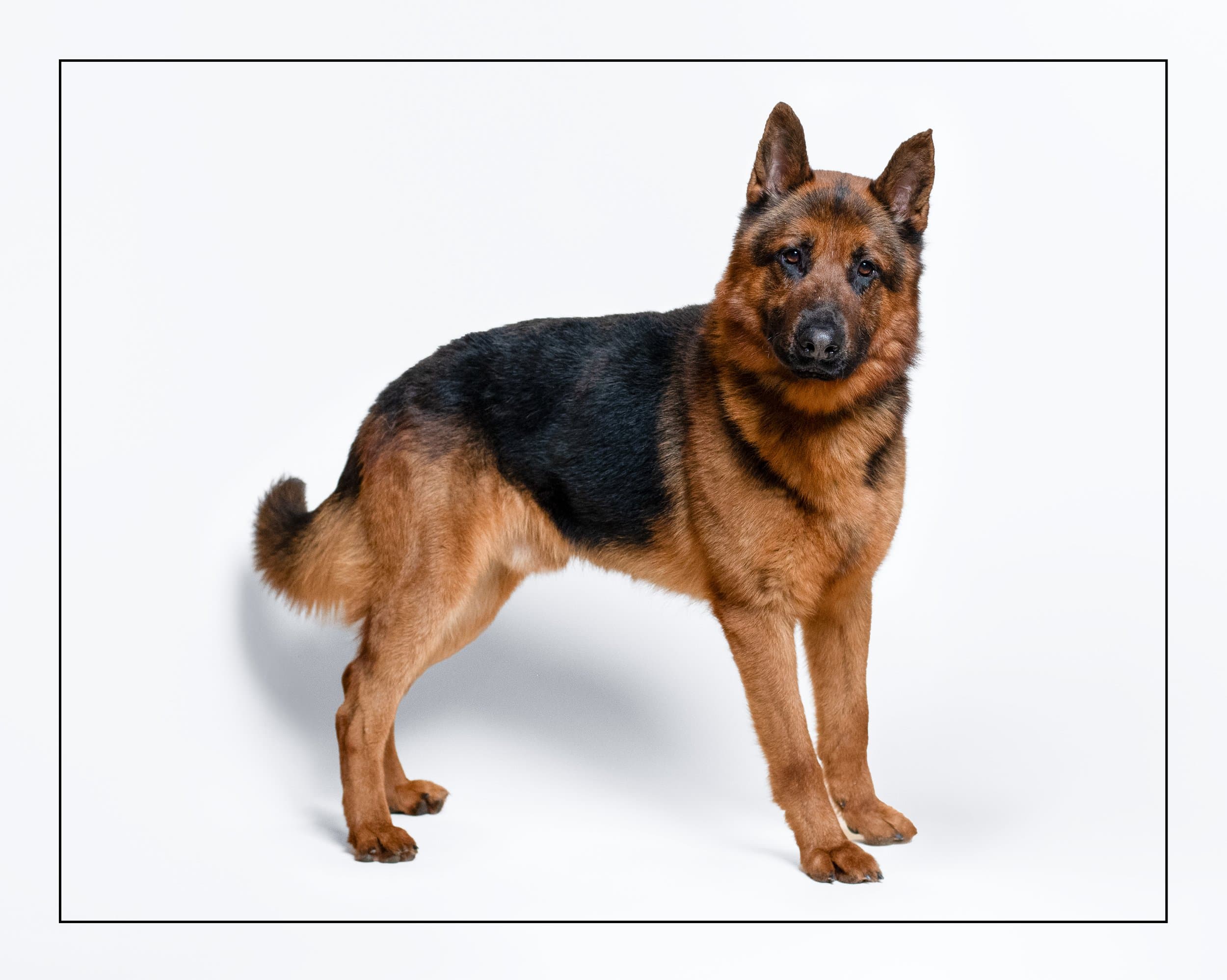 Rocky - German Shepherd available for adoption at Dog Tales Rescue and Sanctuary in Toronto