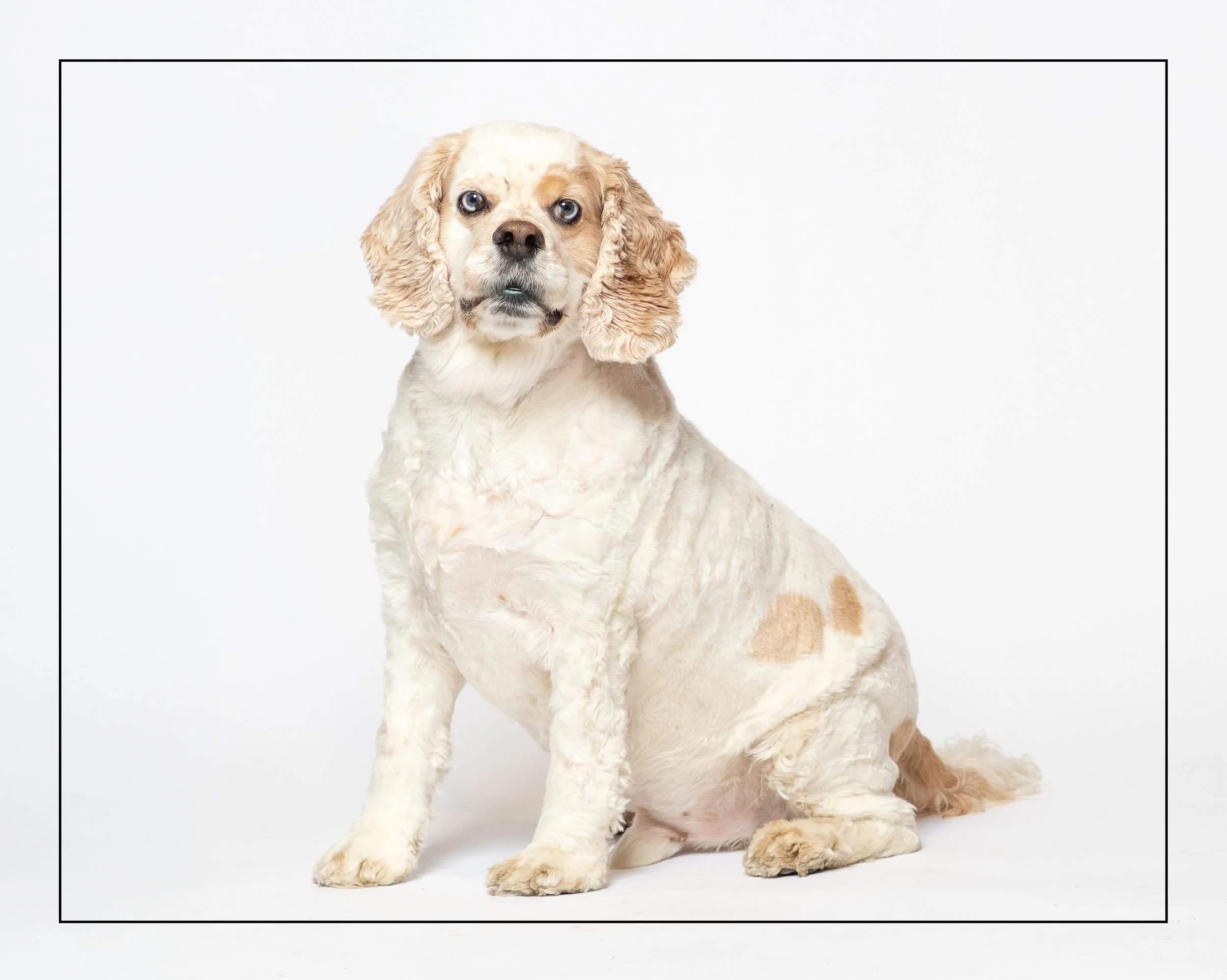 Casey - Cocker Spaniel available for adoption at Dog Tales Rescue and Sanctuary in Ontario