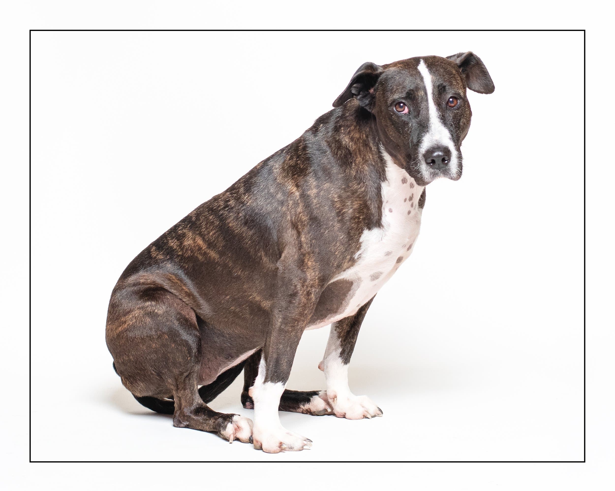 Skittles - Mixed available for adoption