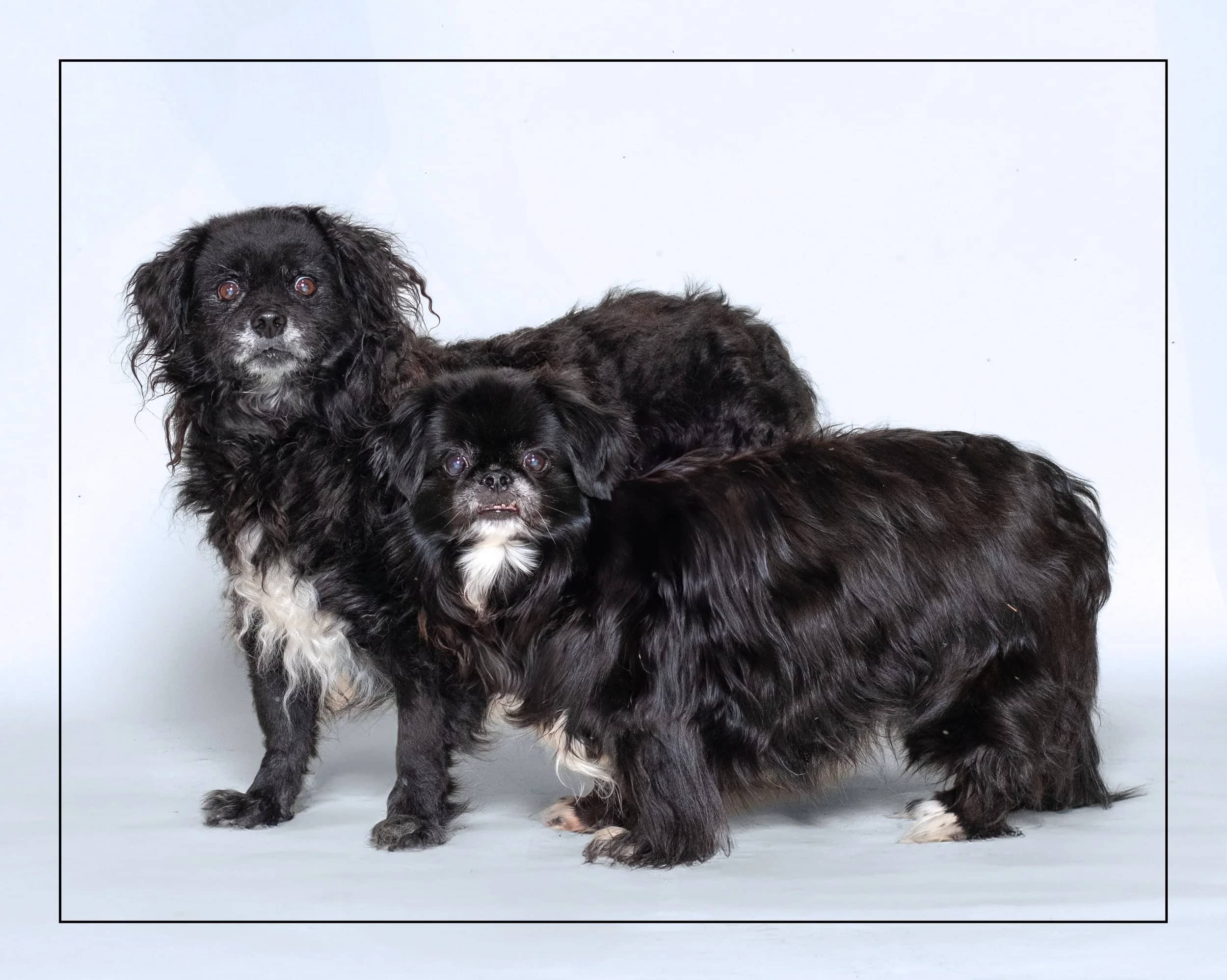 Blake & Tasha - Terrier Mix & Pekingese Mix available for adoption