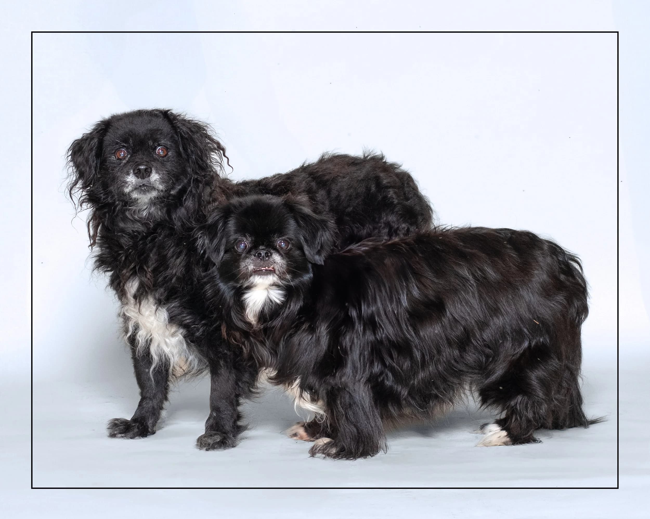 Blake & Tasha - Terrier Mix & Pekingese Mix available for adoption at Dog Tales Rescue and Sanctuary in Toronto
