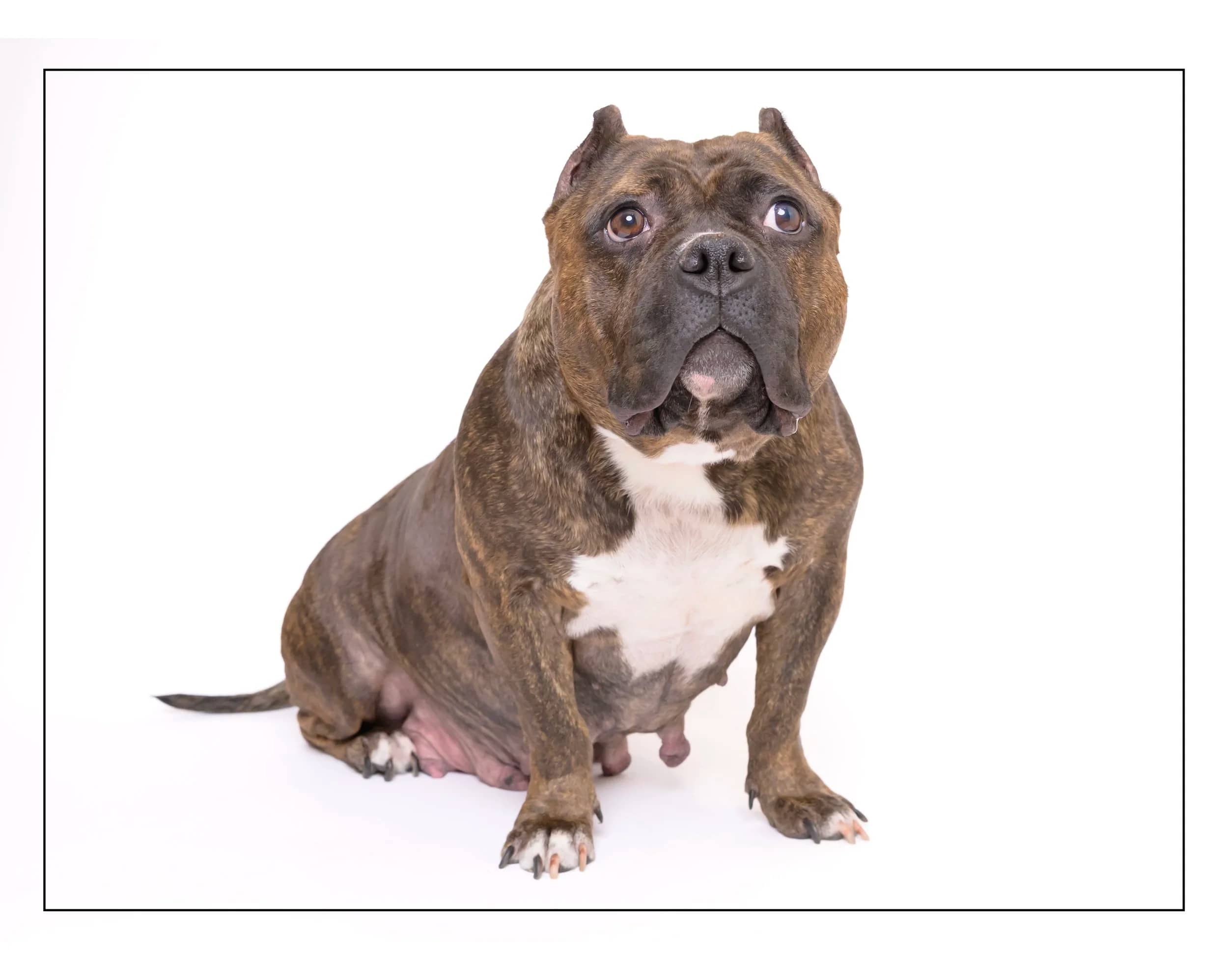 Patricia - American Bulldog available for adoption in Ontario