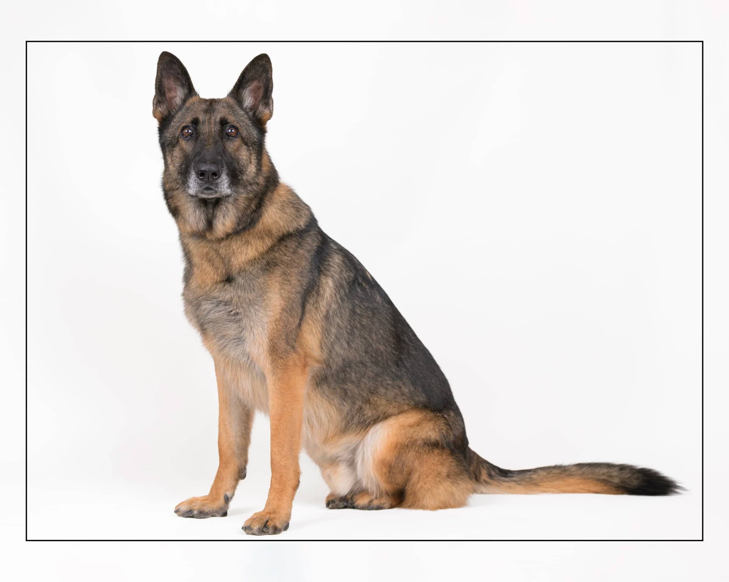 Nic - German Shepherd available for adoption in Ontario