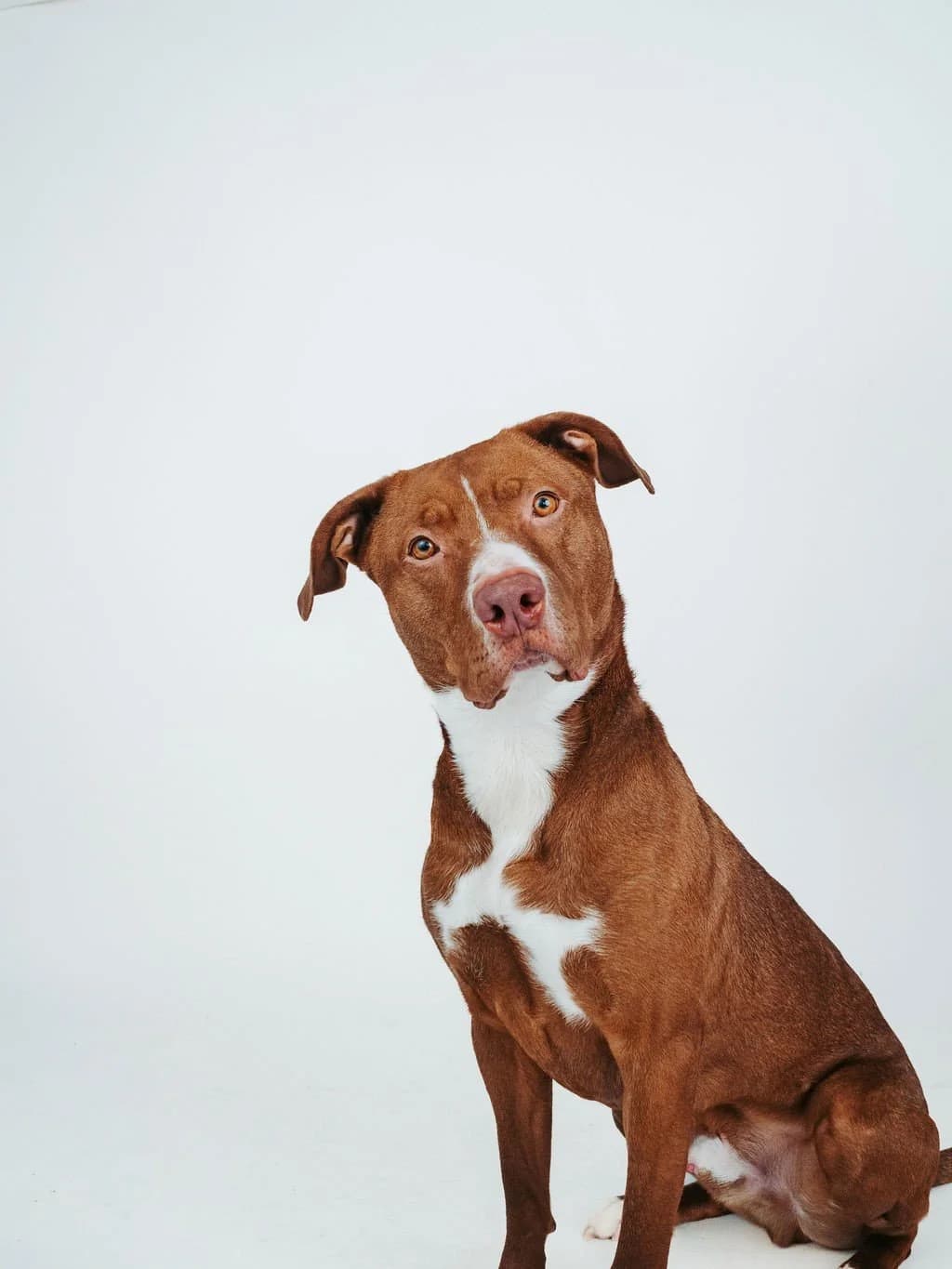 Bronx - Pit Bull Mix available for adoption