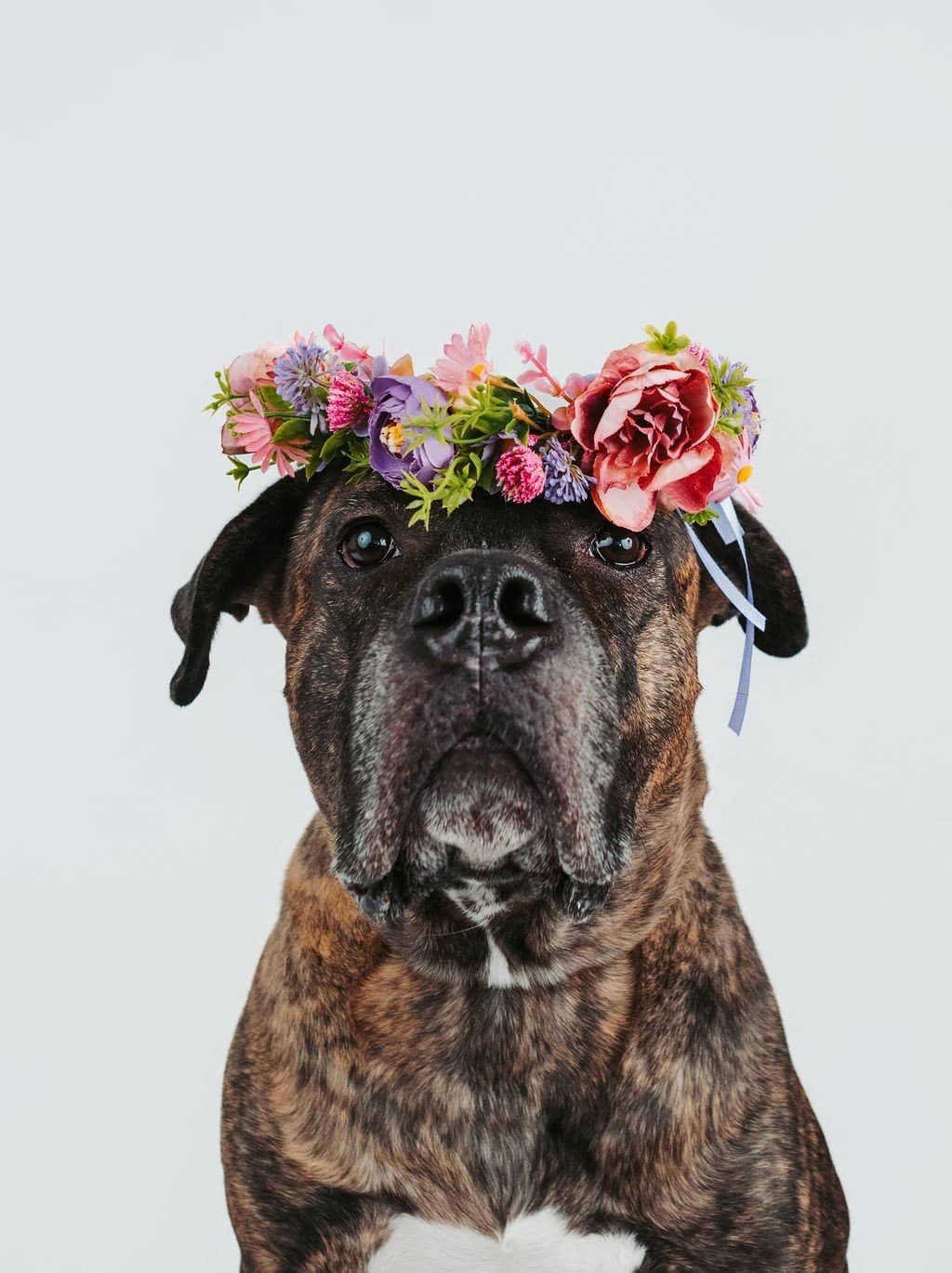 Maximus - Pit Bull Mix available for adoption at Pit Bulls for Life Foundation in Calgary