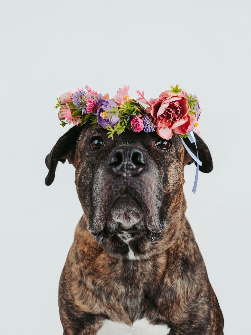 Maximus - Pit Bull Mix available for adoption