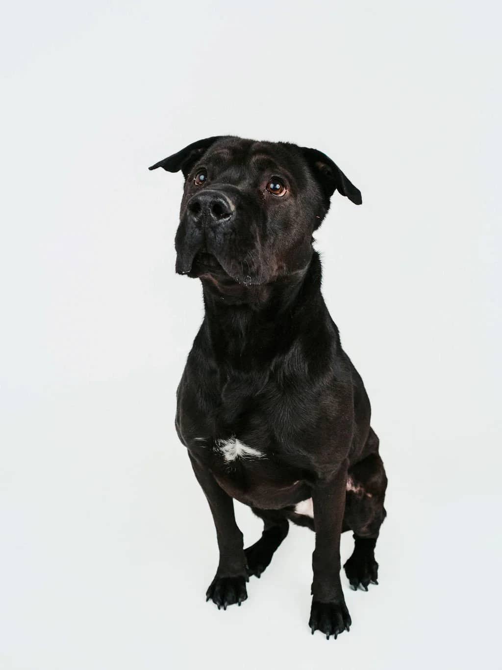 Chance - Pit Bull Mix available for adoption in Calgary