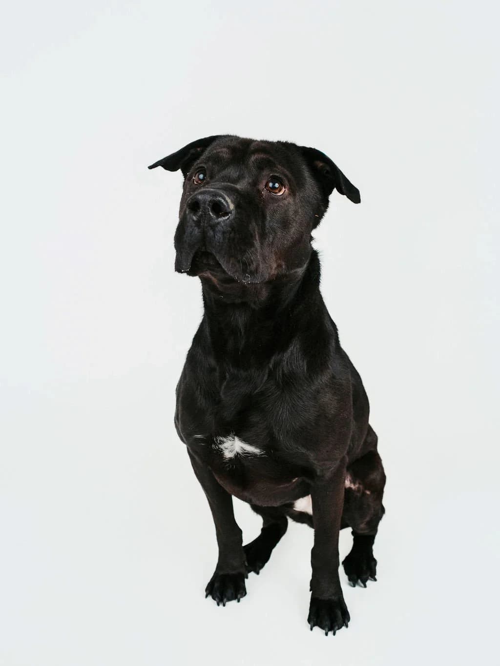 Chance - Pit Bull Mix available for adoption in Calgary