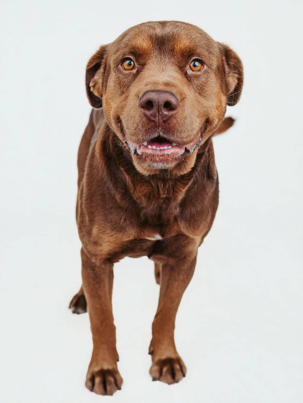 Goose - Pit Bull Mix available for adoption in Calgary