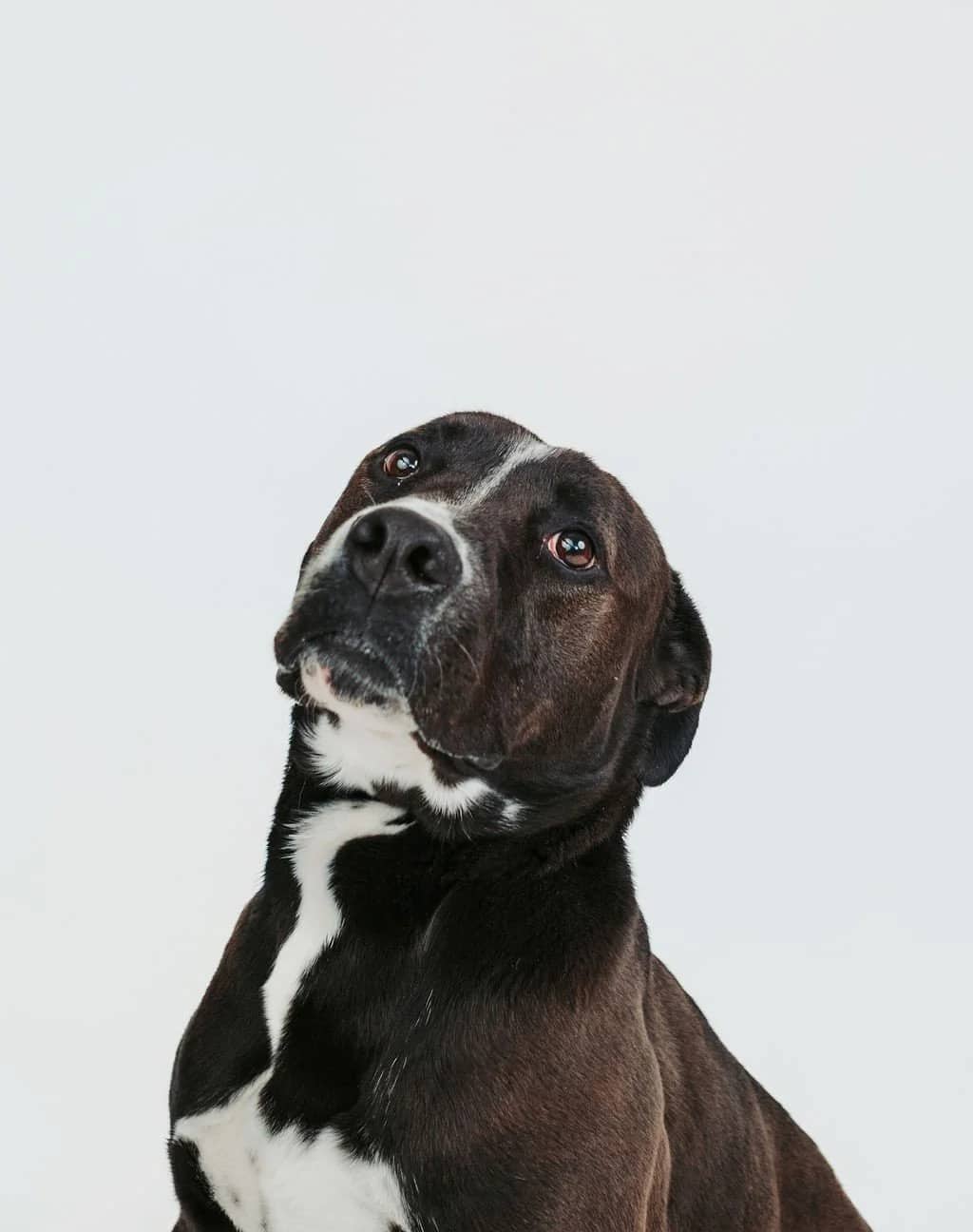 Hammi - Pit Bull Mix available for adoption in Calgary