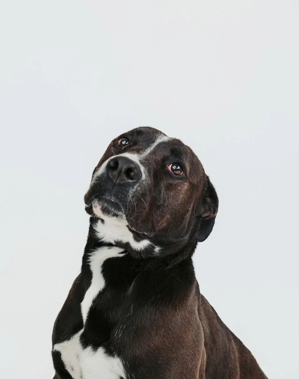 Hammi - Pit Bull Mix available for adoption in Calgary