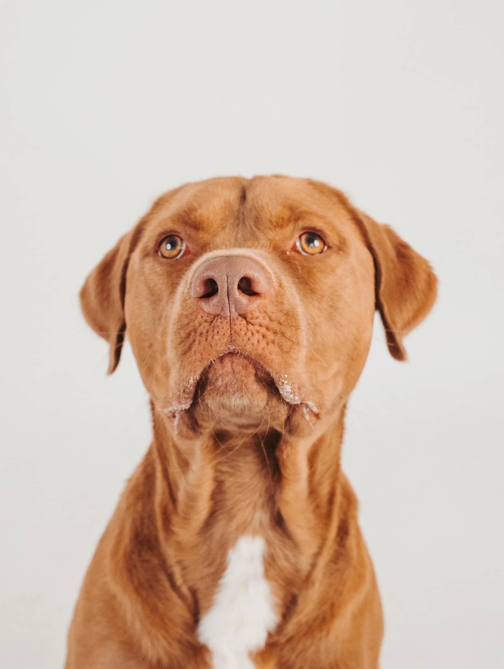 Pogue - Pit Bull Mix available for adoption