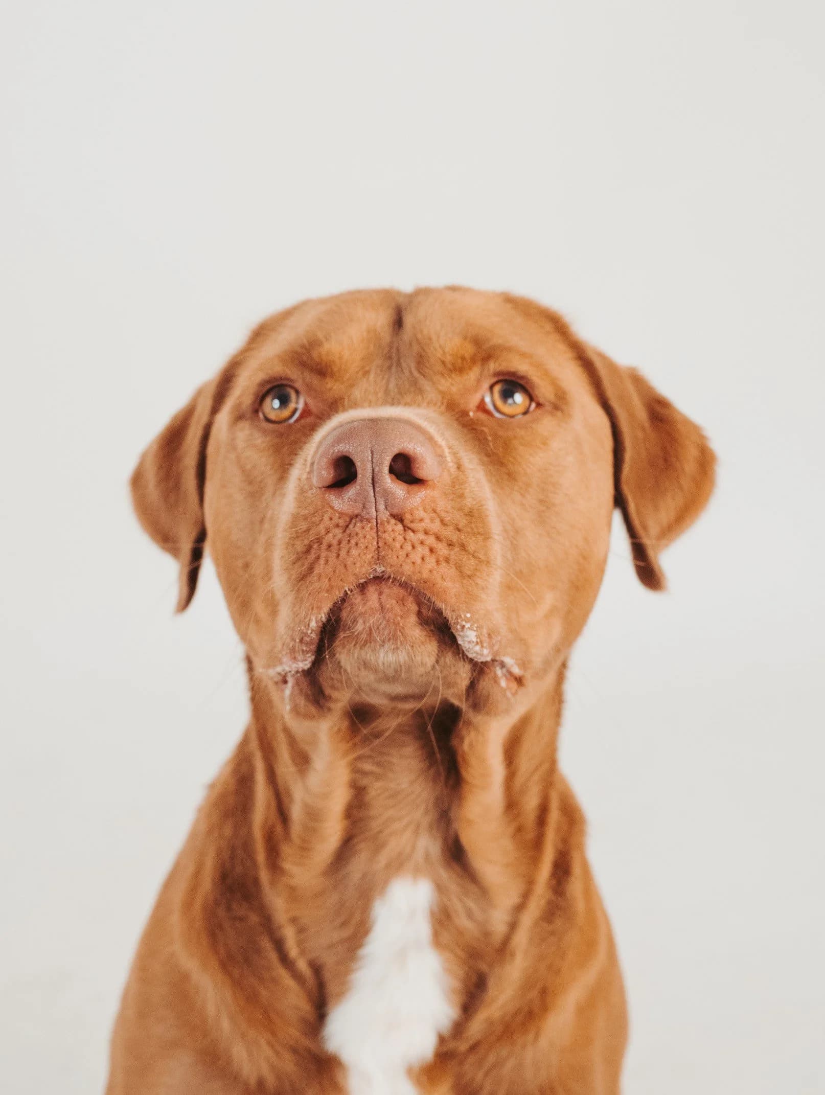 Pogue - Pit Bull Mix available for adoption