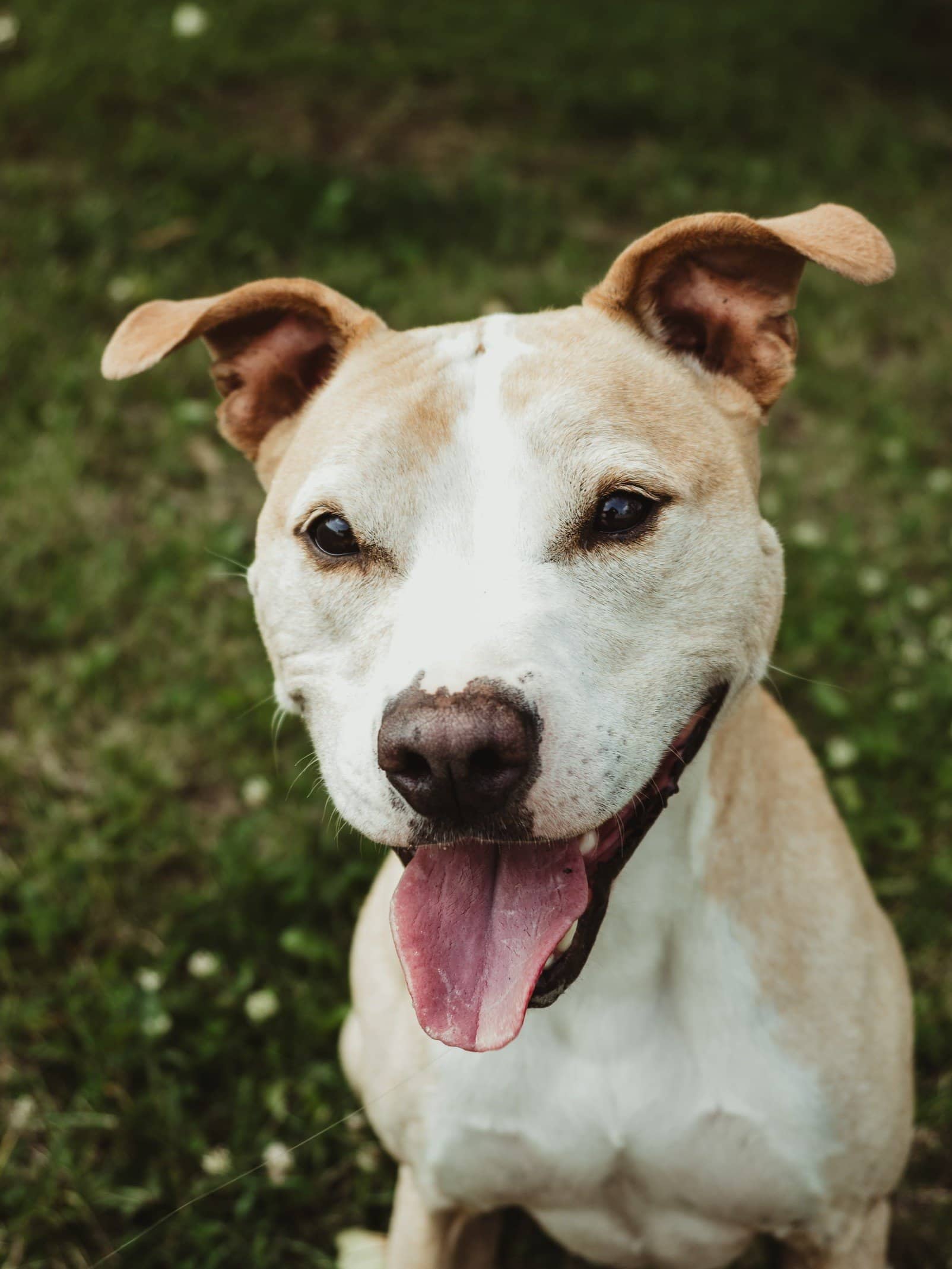 Honey Bea - Pit Bull Mix available for adoption in Calgary
