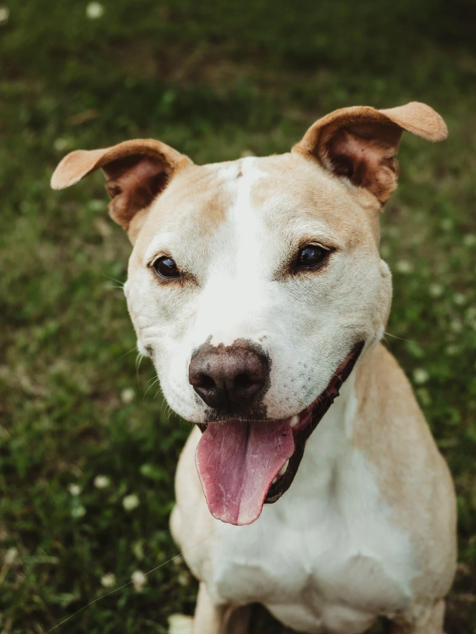 Honey Bea - Pit Bull Mix available for adoption in Calgary