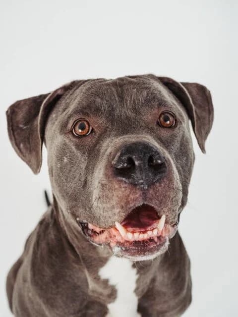 Teddy - Pit Bull Mix available for adoption in Calgary