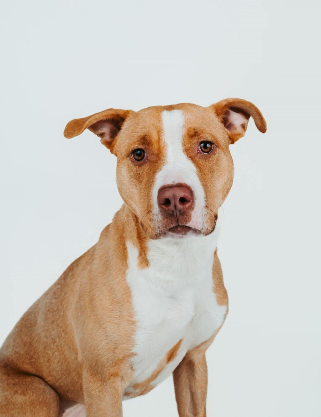 Josie - Pit Bull Mix available for adoption