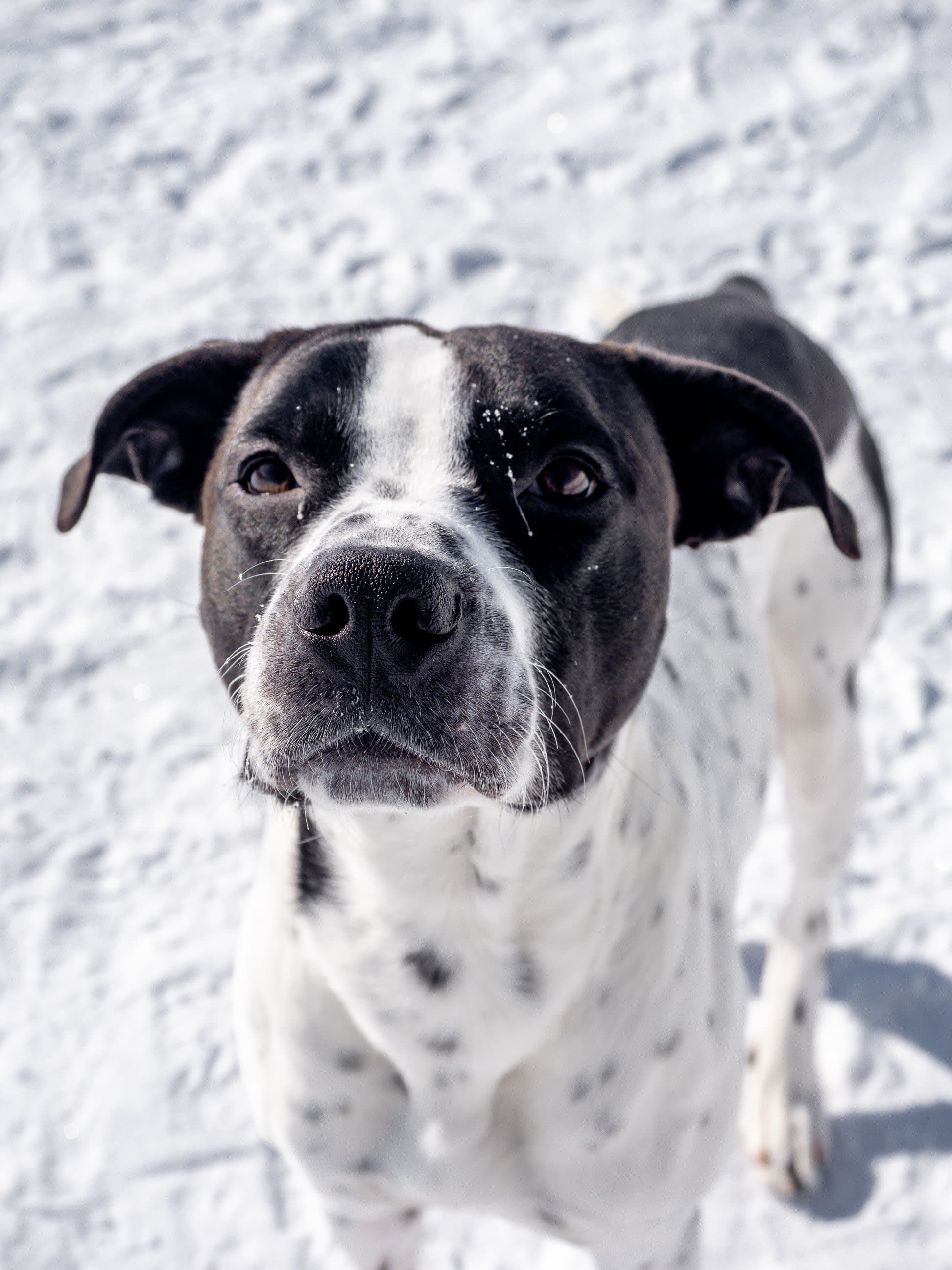 Billy - Pit Bull Mix available for adoption