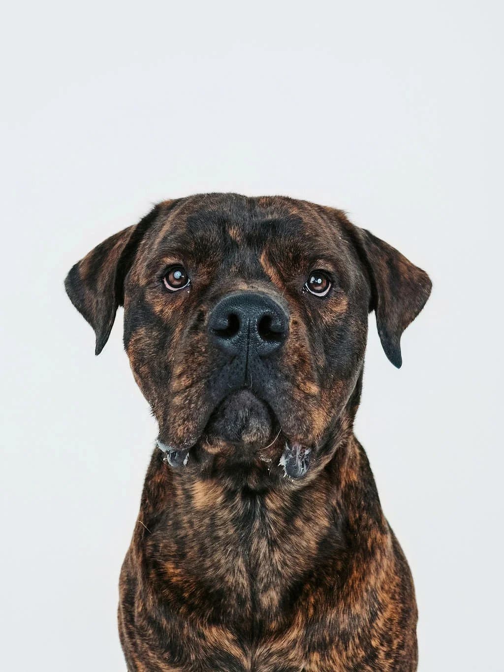 Bruno - Mastiff available for adoption in Alberta