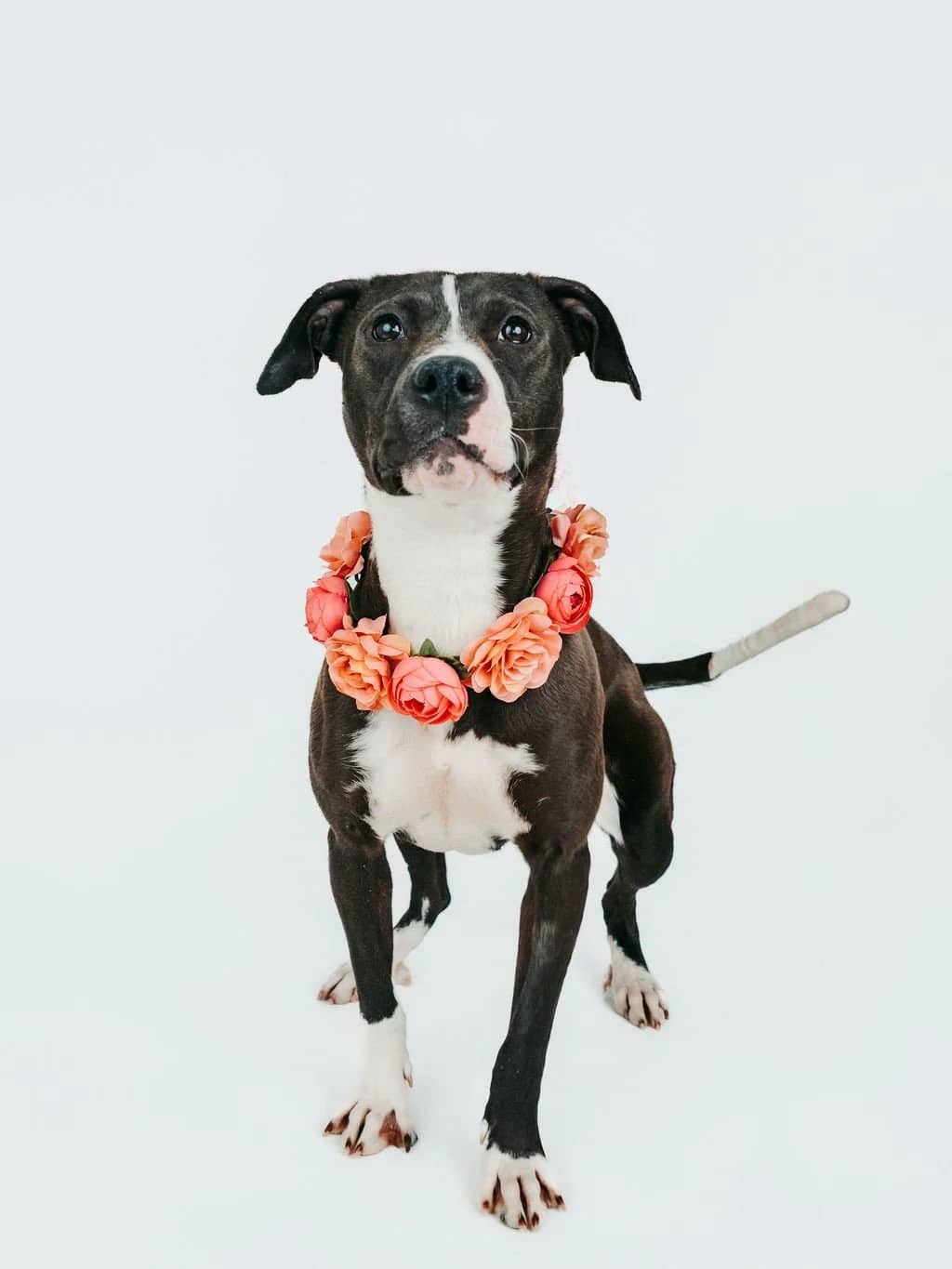 Harlo - Pit Bull Mix available for adoption in Calgary