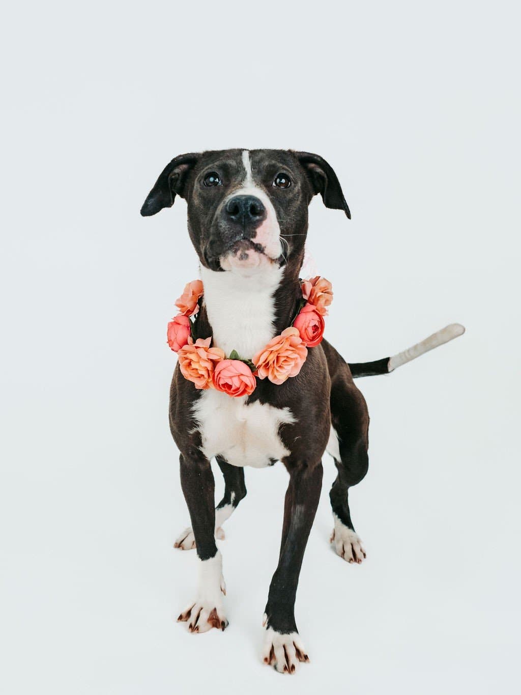 Harlo - Pit Bull Mix available for adoption in Calgary