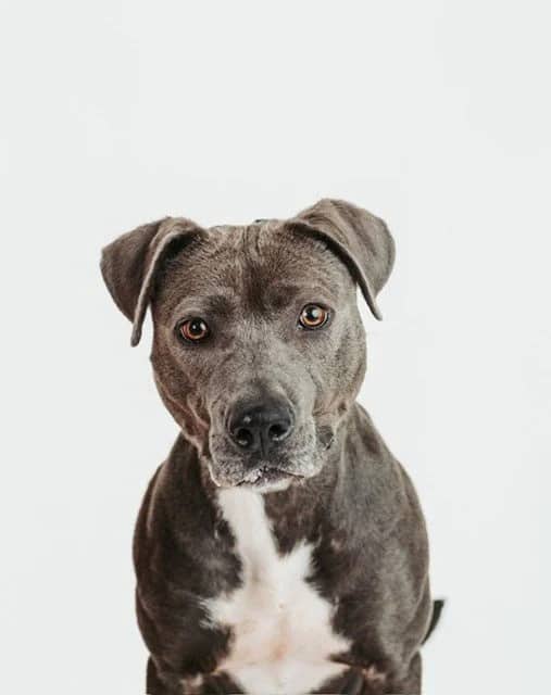 Indy - Pit Bull Mix available for adoption in Calgary