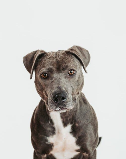 Indy - Pit Bull Mix available for adoption in Calgary