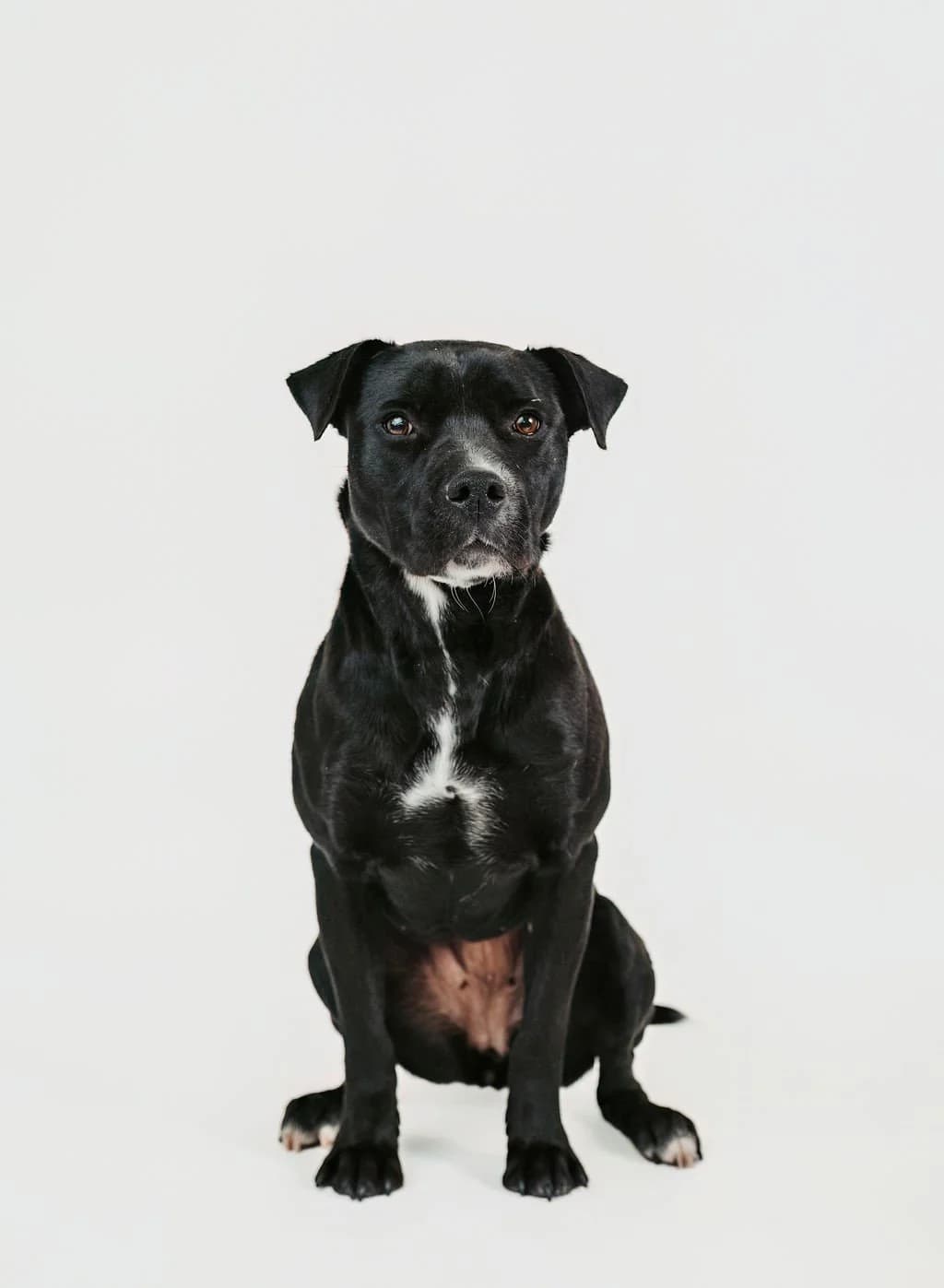 Minnie - Pit Bull Mix available for adoption in Calgary