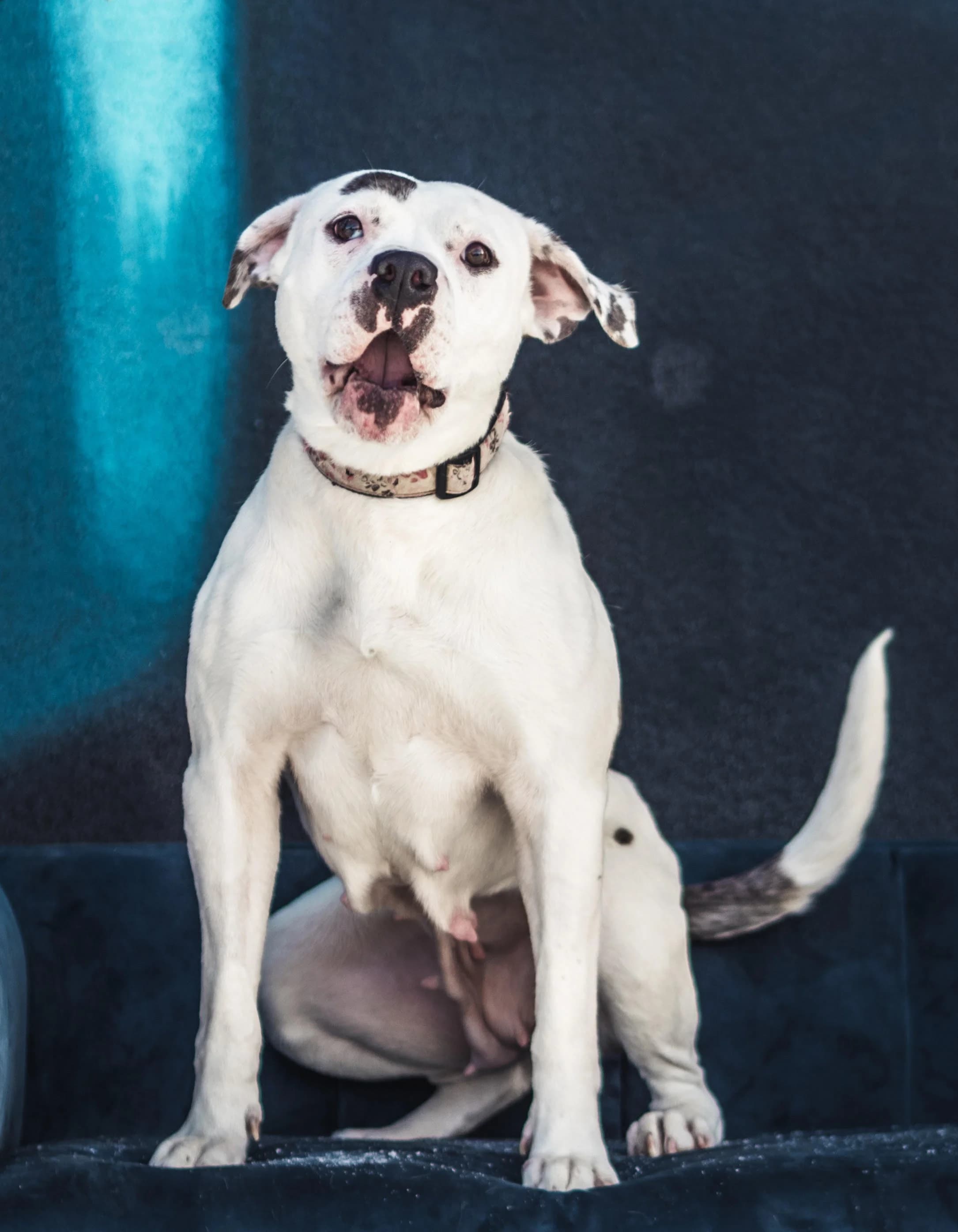 Thelma - Pit Bull Mix available for adoption