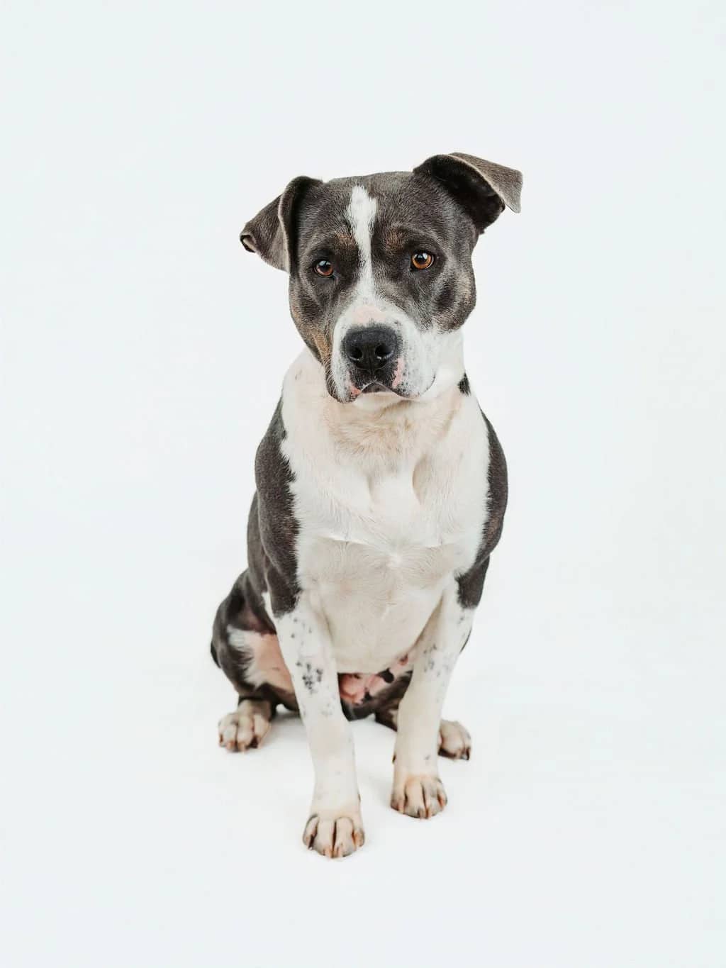 Ivy - Pit Bull Mix available for adoption in Calgary