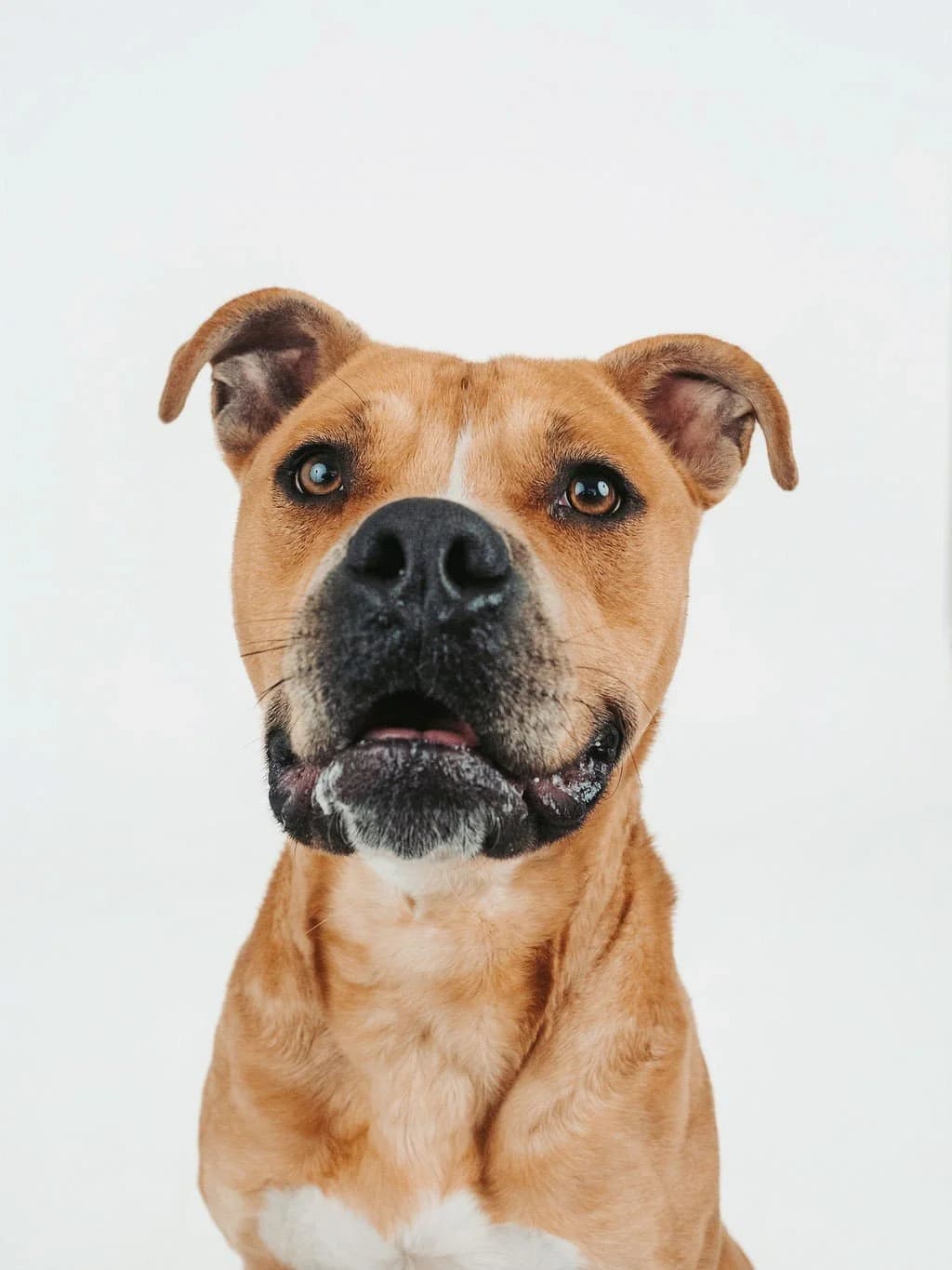 Lewis - Pit Bull Mix available for adoption in Calgary
