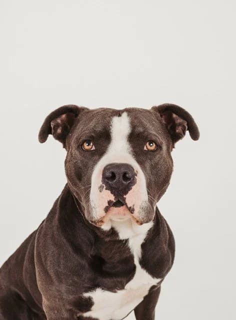 Oswald - Pit Bull Mix available for adoption