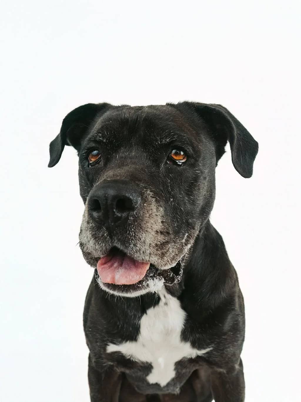 Duke - Pit Bull Mix available for adoption in Calgary