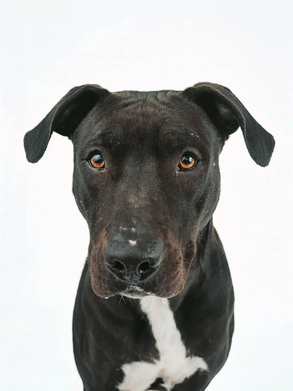 Zippy - Pit Bull Mix available for adoption in Calgary