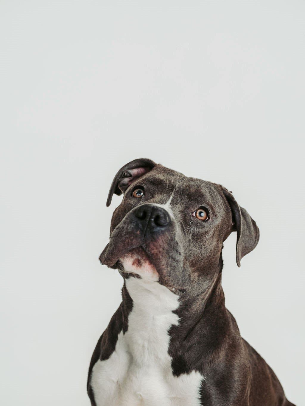 Gator - Pit Bull Mix available for adoption in Calgary