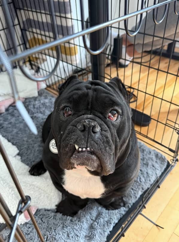 Fatman - American Bully X available for adoption in Calgary