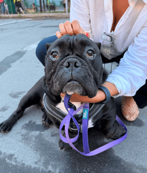 Fatman - American Bully X available for adoption in Quebec