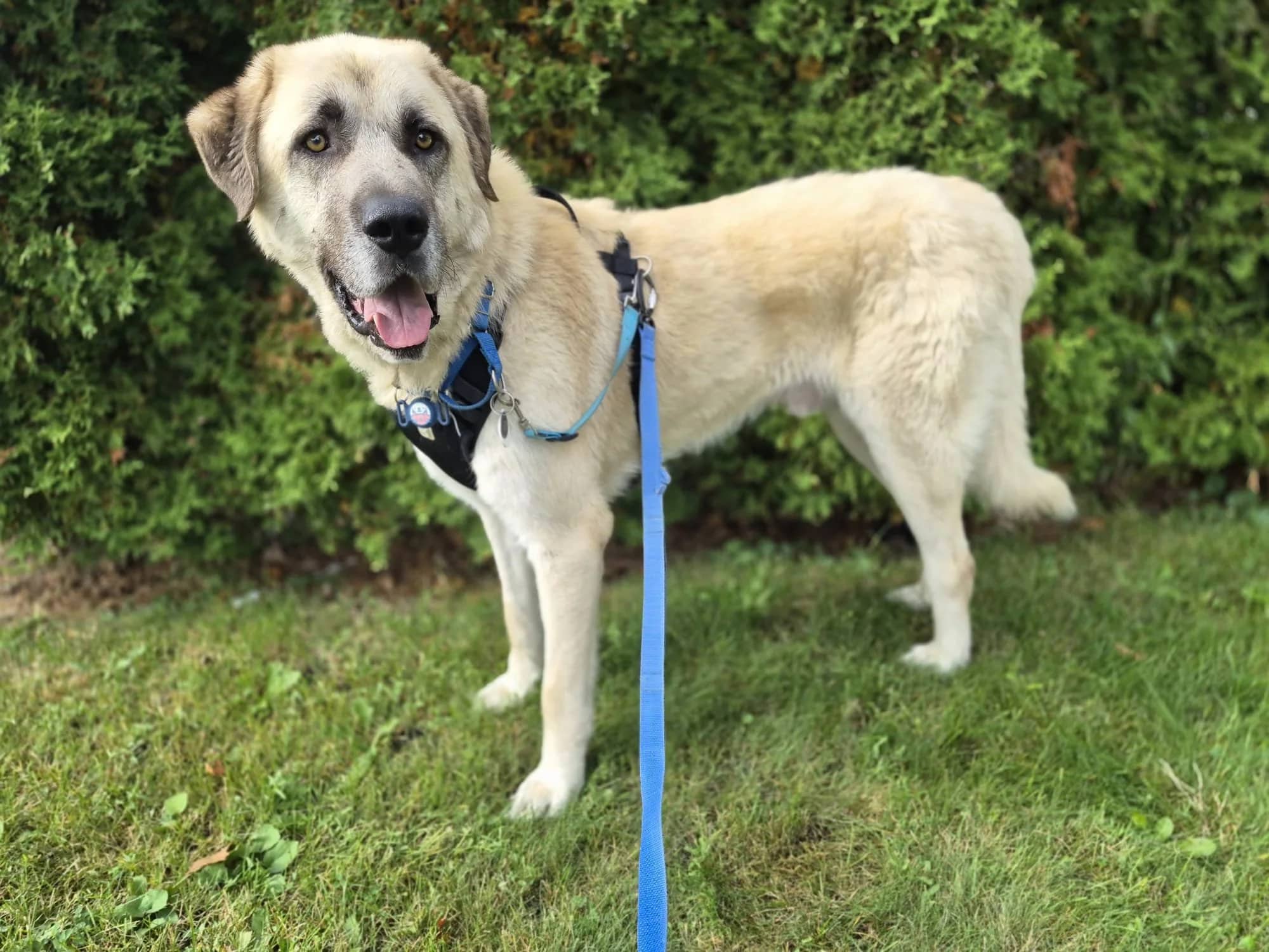 Azlan - Anatolian Shepherd available for adoption in Quebec
