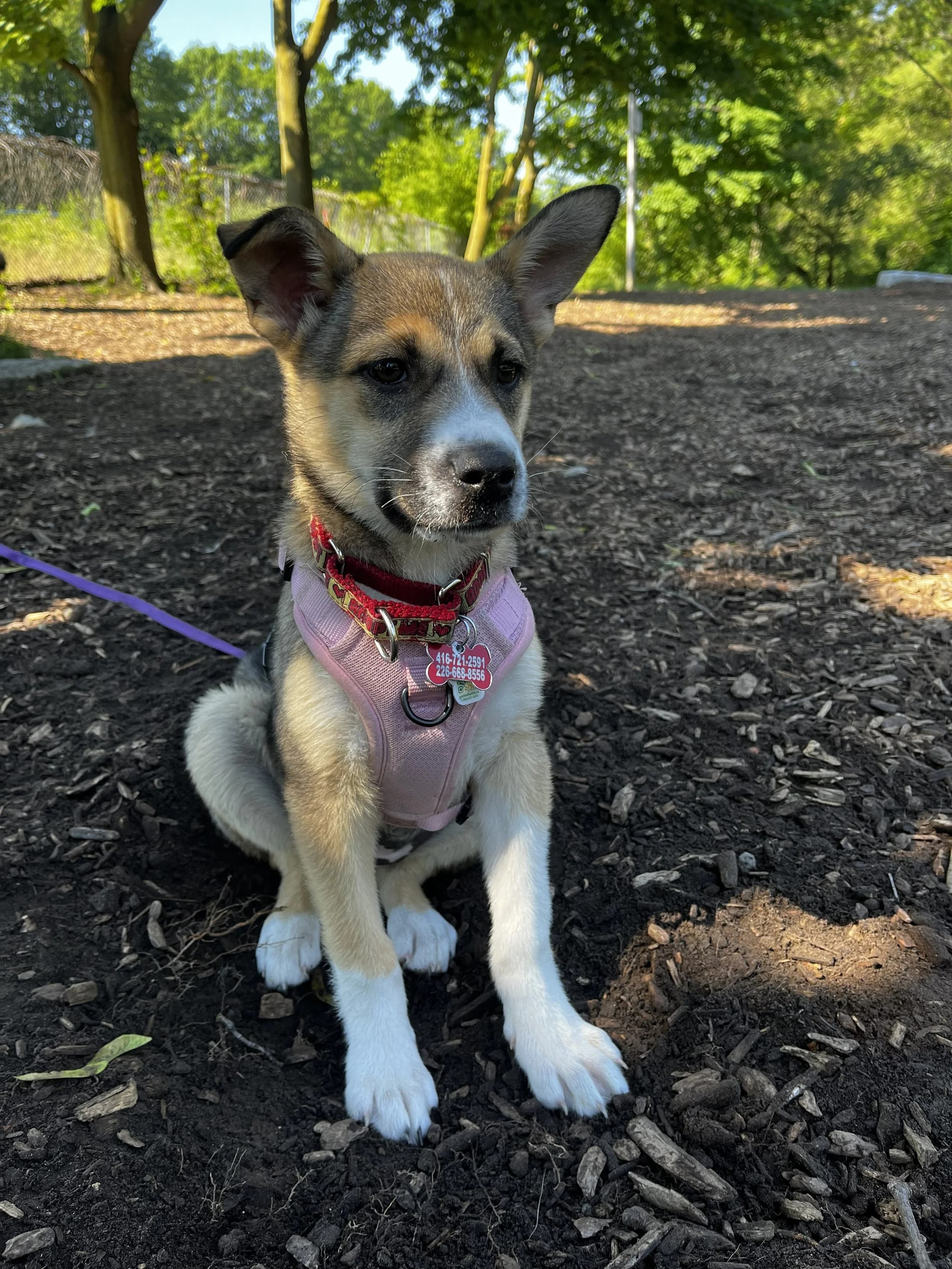 Briar - Husky Mix available for adoption at Fetch + Releash in Toronto
