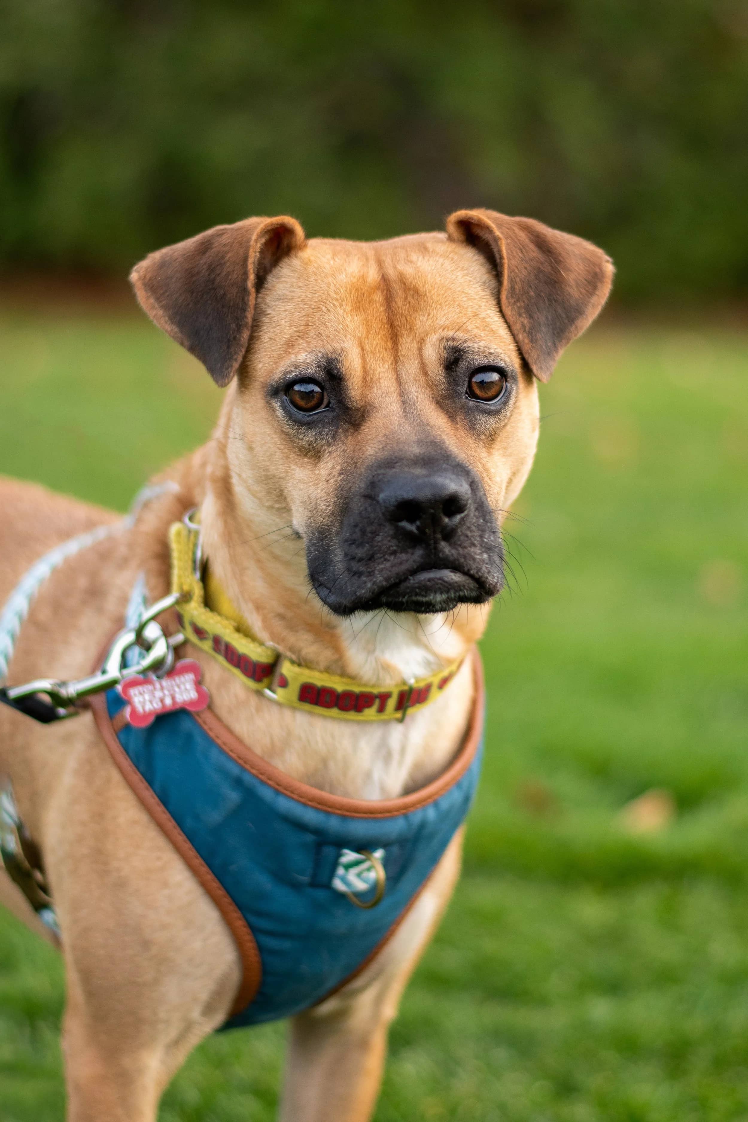 Lua - Boxer Mix available for adoption in Ontario